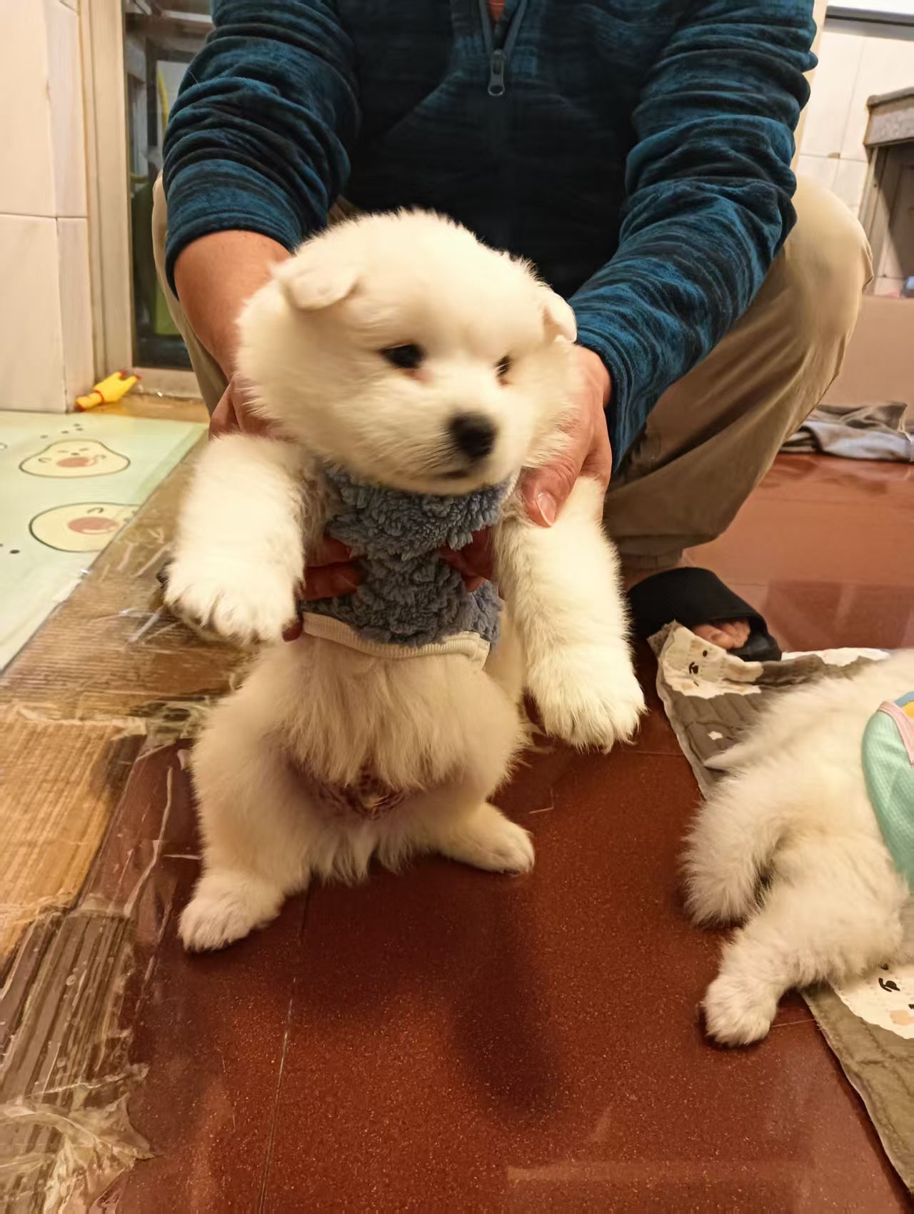 驱虫做齐，平时喂的是幼犬粮，性格特别黏人，一喊就凑过来蹭手～